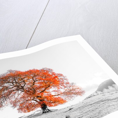 Tree on a hill by Assaf Frank